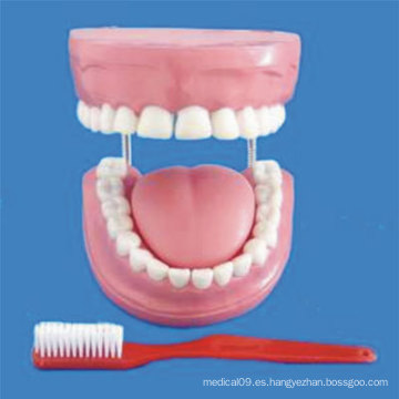 Enseñanza Médica Dentales Dientes Humanos Modelo (R080108)